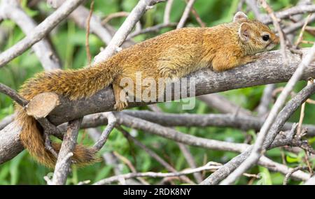 Ruaha forme une frontière entre la chaîne côtière Striped Bush Squirrel et l'intérieur Smith Bush Squirrel. Banque D'Images