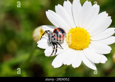 Südliche Glanz-Krabbenspinne, lauert auf Blüte auf Beute, Südliche Glanzkrabbenspinne, Krabbenspinne, Synema globosum, Synaema globosum, crabe rouge Banque D'Images