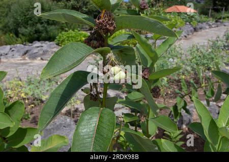 Asclepias syriaca ou plante d'asclépia commune ramifie avec des follicules de fruits et des feuilles. Banque D'Images