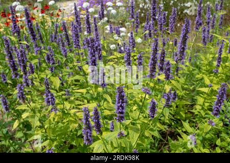 Agastache foeniculum ou plante à fleurs géante d'hysope avec des pointes de fleurs bleu foncé. Banque D'Images