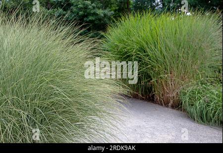 Miscanthus sinensis ou herbe argentée chinoise et molinia caerulea ssp. caerulea variegata ou grande voie de cadre d'herbe de lande dans l'herbe ornementale gard Banque D'Images