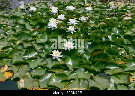 Nymphaea odorata plantes aquatiques dans l'étang. Fleurs et feuilles parfumées de nénuphars blancs à la surface de l'eau. Banque D'Images