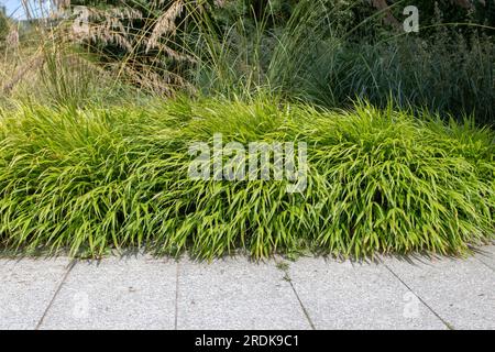 Hakonechloa macra ou hakone herbe ou plantes d'herbe de forêt japonaise bordent le chemin de pierre de jardin d'encadrement Banque D'Images