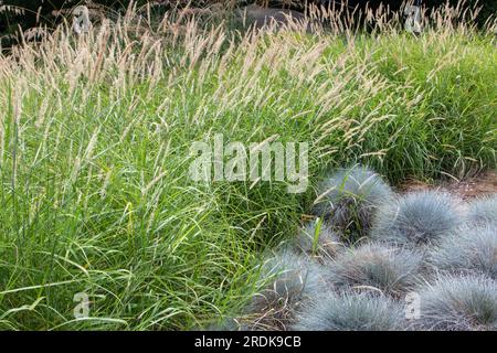 Pennisetum alopecuroides ou fleurs de fontaines et Festuca glauca ou plantes de fétuque bleue et dans le jardin d'herbe. Formes et contraste des couleurs. Banque D'Images