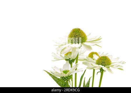 Bouquet de fleurs d'échinacée blanche isolé sur blanc. Plantes Coneflowers avec des têtes de fleurs en forme de Marguerite. Banque D'Images