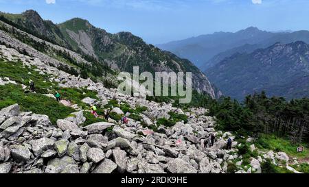 Xi'an. 21 juillet 2023. Cette photo aérienne prise le 21 juillet 2023 montre des visiteurs grimpant au sommet du parc forestier national de Zhuque à Xi'an, dans la province du Shaanxi, au nord-ouest de la Chine. Le parc, situé dans le cours supérieur de la rivière Laohe est et dans le nord des montagnes Qinling, couvre une superficie de 2 621 hectares, et son point culminant Bingjing pic a une altitude de 3 015 mètres. Des paysages étonnants tels que la forêt vierge, les restes de glaciers et la mer de nuages peuvent être vus le long de la route vers le sommet. Crédit : Liu Xiao/Xinhua/Alamy Live News Banque D'Images