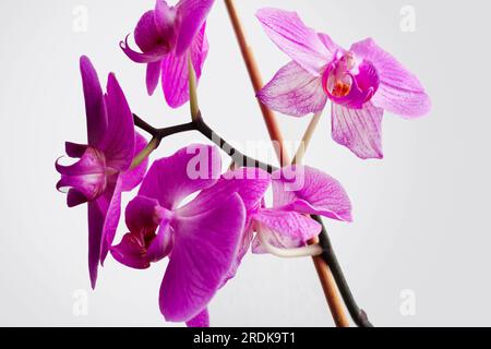 Fleur rose et feuilles d'orchidée Phalaenopsis sur fond blanc isolé. Décoration intérieure de la pièce. Banque D'Images