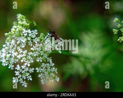 Un petit insecte sur une fleur blanche, en été Banque D'Images