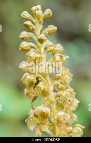 Orchidée nid d'oiseau - Neottia nidus-avis-, Torrent de la Masica, Vallfogona de Ripolles, Barcelone, Espagne Banque D'Images