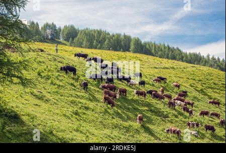 Pâturage du bétail surveillé par un éleveur de vaches près de Valtournenche, province d'Aoste, Aoste, Italie. Banque D'Images