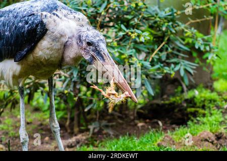 Cigogne marabou mangeant un morceau de poulet au zoo Banque D'Images