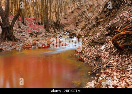 ruisseau de montagne sauvage en automne, rivière coulant dans les bois, belles couleurs d'automne orange et rouge Banque D'Images