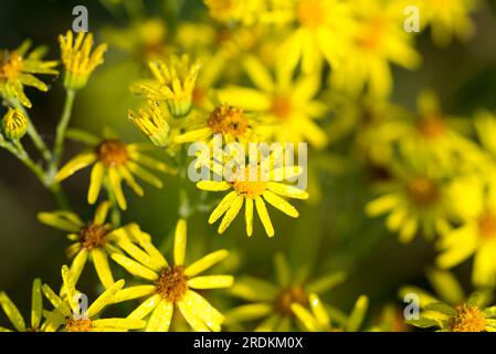 Jacobaea vulgaris ragwort jaune fleurs d'été gros plan foyer sélectif Banque D'Images