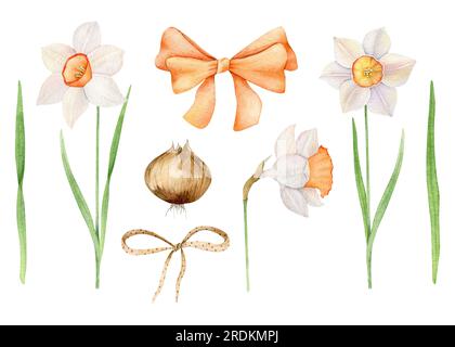 Jonquilles blanches avec ruban orange et noeuds. Clipart floral de printemps aquarelle. Bulbe floral. Ensemble de Pâques isolé sur fond. Botanique dessinée à la main Banque D'Images