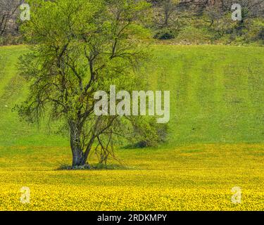 prairie couverte de fleurs jaunes au printemps Banque D'Images