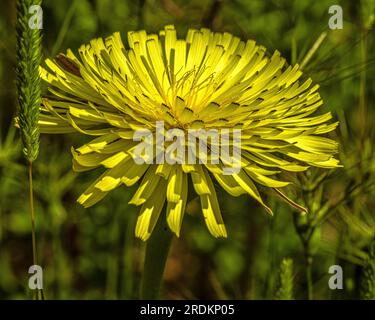 macro shot d'une belle fleur avec des pétales jaunes, une variété d'urospermum dalechampii Banque D'Images