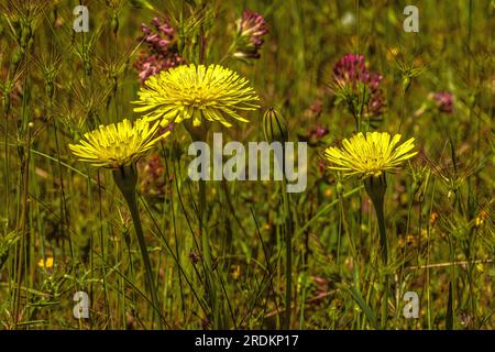 macro shot d'une belle fleur avec des pétales jaunes, une variété d'urospermum dalechampii Banque D'Images