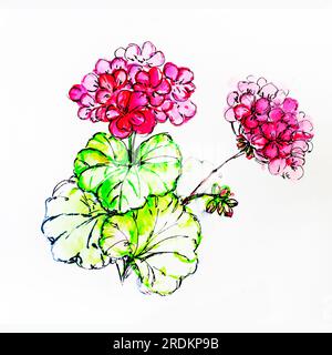 fleurs de géranium rose sur un dessin d'illustration d'aquarelle de fond clair. Banque D'Images