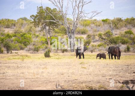 Éléphant d'Afrique, Un troupeau d'éléphants se déplace vers le prochain point d'eau dans la savane du Kenya. Beaux animaux photographiés lors d'un safari à une eau Banque D'Images