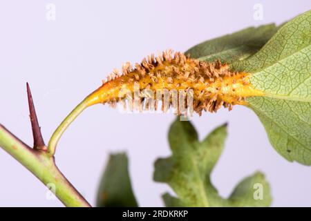 Rouille du genévrier aubépine (Gymnosporangium sp.) Pustules de rouille, cornes œciennes et gonflements sur les feuilles, les pétioles et les tiges de l'aubépine (Crataegus monogyna Banque D'Images