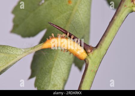 Rouille du genévrier aubépine (Gymnosporangium sp.) Pustules de rouille, cornes œciennes et gonflements sur les feuilles, les pétioles et les tiges de l'aubépine (Crataegus monogyna Banque D'Images