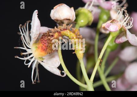 Rouille du genévrier aubépine (Gymnosporangium sp.) Pustules de rouille, cornes œciennes et gonflements sur la fleur et le pédoncule de l'aubépine (Crataegus monogyna), mai Banque D'Images