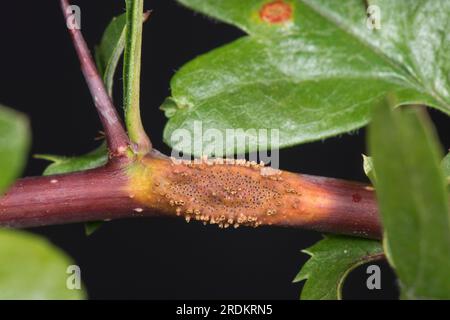 Rouille du genévrier aubépine (Gymnosporangium sp.) Pustules de rouille, cornes œciennes et gonflements sur les feuilles, les pétioles et les tiges de l'aubépine (Crataegus monogyna Banque D'Images