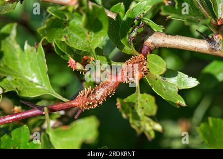 Rouille du genévrier aubépine (Gymnosporangium sp.) Pustules de rouille, cornes œciennes et gonflements sur les feuilles, les pétioles et les tiges de l'aubépine (Crataegus monogyna Banque D'Images