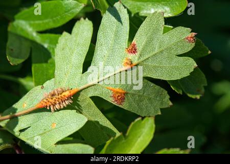 Rouille du genévrier aubépine (Gymnosporangium sp.) Pustules de rouille, cornes extérieures et gonflements sur la nervure médiane de la lièvre et la tige de l'aubépine (Crataegus monogyna), mai Banque D'Images