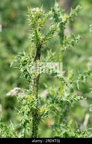 Infestation de puceron de chardon noir (Aphis fabae cirsiiacanthoidis) au sommet de la croissance florale sur un chardon rampant, Berkshire, juin Banque D'Images