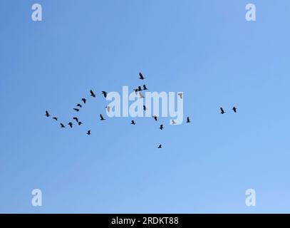 Contours de nombreux corbeaux noirs volants libres dans le troupeau dans le ciel bleu sans nuages Banque D'Images