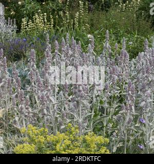 Fleurs d'été argentées et violettes de Stachys byzantina, également connu sous le nom d'oreille d'agneau plus alchimilla mollis et sisyrinchium dans le jardin britannique juin Banque D'Images