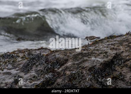 Oiseau de Turnstone en plumage hivernal debout sur la roche couverte d'algues à marée basse avec hors foyer de grandes vagues se brisant en arrière-plan Banque D'Images