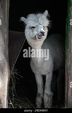 Drôle d'alpaga souriant blanc le fond noir. Animal mignon, Pérou, campelmus sud-américain Banque D'Images