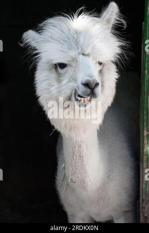 Drôle d'alpaga souriant blanc le fond noir. Animal mignon, Pérou, campelmus sud-américain Banque D'Images