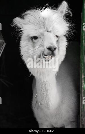 Drôle d'alpaga souriant blanc le fond noir. Animal mignon, Pérou, campelmus sud-américain Banque D'Images