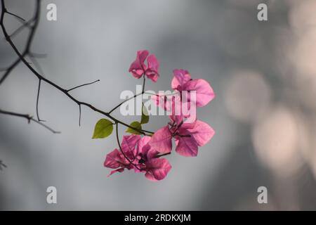 Bougainvillea spectabilis est une espèce de plante à fleurs.il est également connu comme grand bougainvillier. Banque D'Images