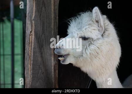 Drôle d'alpaga souriant blanc le fond noir. Animal mignon, Pérou, campelmus sud-américain Banque D'Images