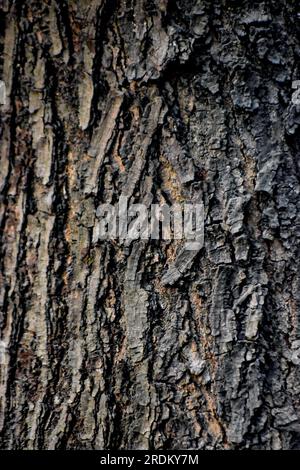 Gros plan de la texture de l'ancien arbre.écorce d'arbre fissurée. fond de texture d'une écorce d'arbre. Banque D'Images