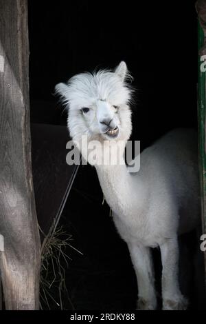 Drôle d'alpaga souriant blanc le fond noir. Animal mignon, Pérou, campelmus sud-américain Banque D'Images