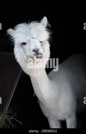 Drôle d'alpaga souriant blanc le fond noir. Animal mignon, Pérou, campelmus sud-américain Banque D'Images