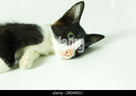 Chaton noir et blanc avec les yeux bleus couché sur un fond blanc. Banque D'Images