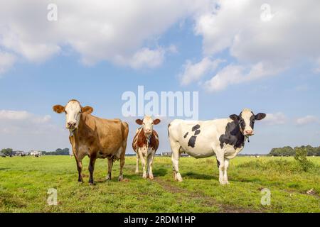 Vaches laitières dans un champ, posant toute la longueur, ensoleillé et un ciel bleu, noir rouge et blanc, debout côte à côte dans un paysage de campagne, à la recherche ch Banque D'Images