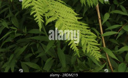 Polystichum munitum, l'épée-fougère de l'ouest ou la fougère verte brillante Tuber (Nephrolepis cordifolia) ou feuilles de fougère de l'épée. Tanaman Paku. Banque D'Images