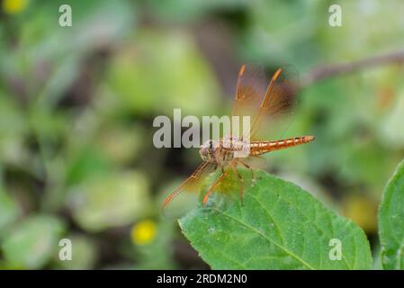 Les sauterelles sont un groupe d'insectes appartenant au sous-ordre Caelifera.les sauterelles sont typiquement des insectes terrestres avec de puissantes pattes arrière. Banque D'Images