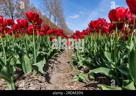 Champ aux tulipes rouges Triumph (variété «Antarctica Fire») à Flevoland, pays-Bas Banque D'Images