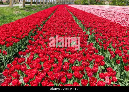 Champ aux tulipes rouges Triumph (variété «Antarctica Fire») à Flevoland, pays-Bas Banque D'Images