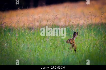 lièvre caché dans l'herbe, lapin dans l'herbe verte Banque D'Images