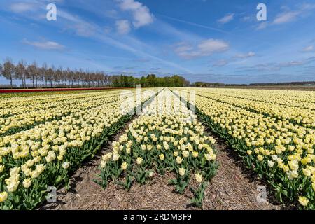 Terrain aux tulipes Triumph jaunes (variété «Fun for Two») à Flevoland, pays-Bas Banque D'Images