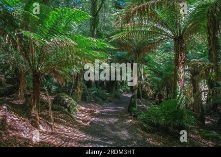 Fougères géantes avec piste menant à St Columba Falls East Coast Tasmanie Australie Banque D'Images